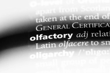 koku tek kelimeyle bir sözlük. koku kavramı.