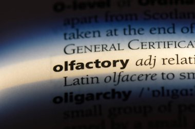 koku tek kelimeyle bir sözlük. koku kavramı.