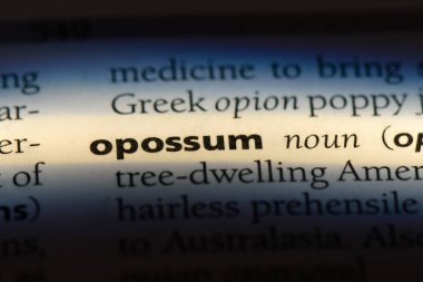 Keseli sıçan Word'de bir sözlük. Keseli sıçan kavramı.