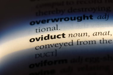 bir sözlüğü'ndeki ovidukt sözcüğü. ovidukt kavramı.