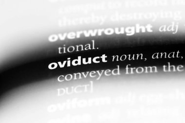bir sözlüğü'ndeki ovidukt sözcüğü. ovidukt kavramı.