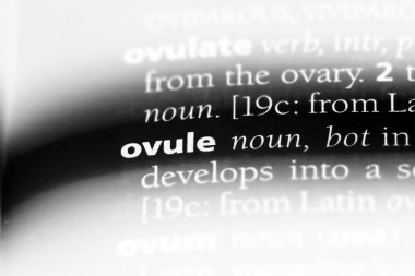 bir sözlüğü'ndeki Ovule sözcüğü. Ovule kavramı.