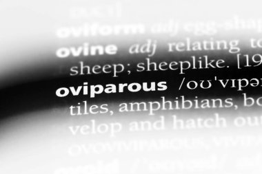 Yumurtlayan tek kelimeyle bir sözlük. yumurtlayan kavramı.