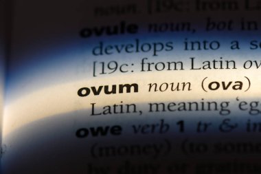 Ovum Word'de bir sözlük. Ovum kavramı.