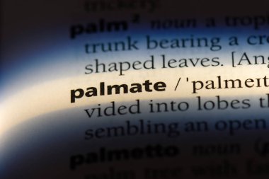 palmate tek kelimeyle bir sözlük. palmate kavramı.