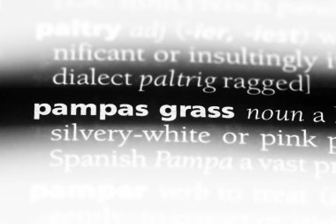 Pampa otu Word'de bir sözlük. Pampa otu kavramı.