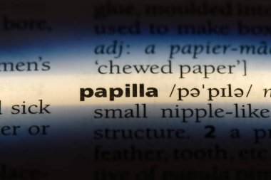 papilla Word'de bir sözlük. papilla kavramı.