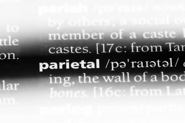 bir sözlük çeper Word'de. parietal kavramı.