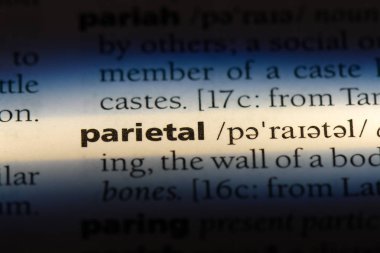 bir sözlük çeper Word'de. parietal kavramı.