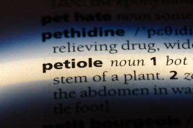 petiole sözcük sözlüğe. petiole kavramı.