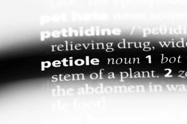 petiole sözcük sözlüğe. petiole kavramı.