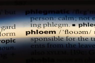 phloem sözcük sözlüğe. phloem kavramı.