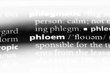 phloem sözcük sözlüğe. phloem kavramı.