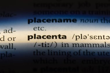Plasenta Word'de bir sözlük. Plasenta kavramı.