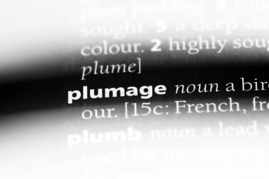 kuş tüyü Word'de bir sözlük. kuş tüyü kavramı.