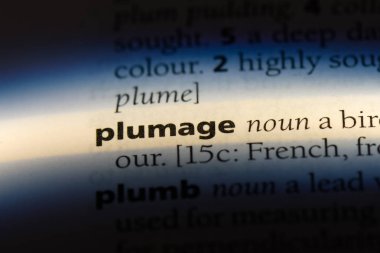 kuş tüyü Word'de bir sözlük. kuş tüyü kavramı.