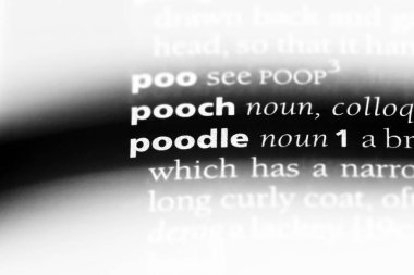 fino köpeği Word'de bir sözlük. fino köpeği kavramı.