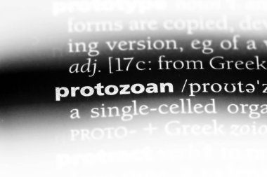 Protozoon Word'de bir sözlük. Protozoon kavramı.