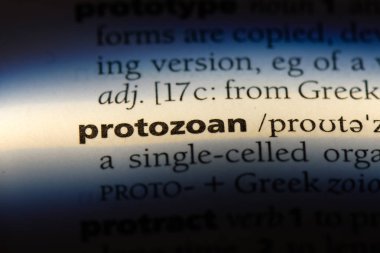Protozoon Word'de bir sözlük. Protozoon kavramı.