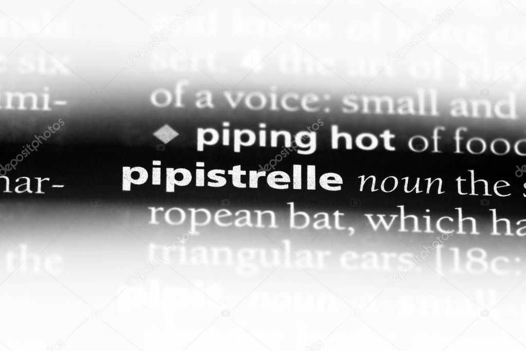 pipistrelle word in a dictionary. pipistrelle concept.