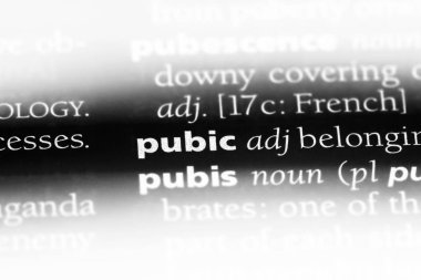 kasık tek kelimeyle bir sözlük. kasık kavramı.