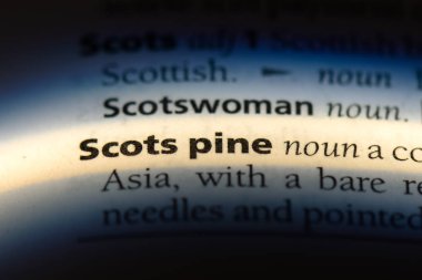 İskoç bir sözlüğü'ndeki sözcüğü çam. İskoç çam kavramı.