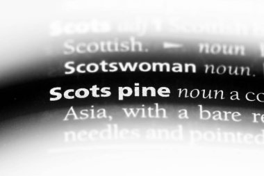 İskoç bir sözlüğü'ndeki sözcüğü çam. İskoç çam kavramı.