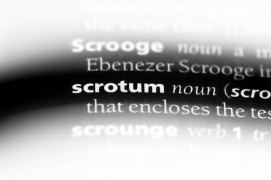 skrotum Word'de bir sözlük. skrotum kavramı.