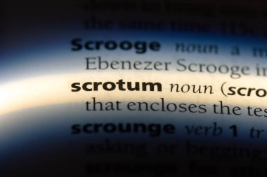 skrotum Word'de bir sözlük. skrotum kavramı.