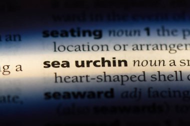 deniz kestanesi Word'de bir sözlük. deniz kestanesi kavramı.