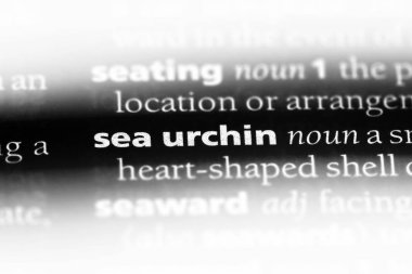 deniz kestanesi Word'de bir sözlük. deniz kestanesi kavramı.