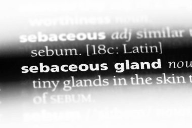 Sebasöz bezi Word'de bir sözlük. Sebasöz bezi kavramı.