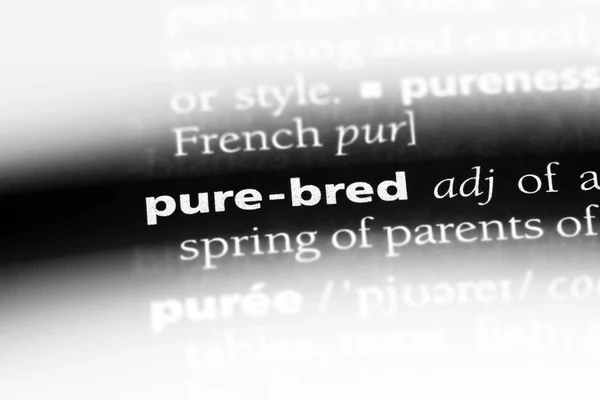 pure bred word in a dictionary. pure bred concept.