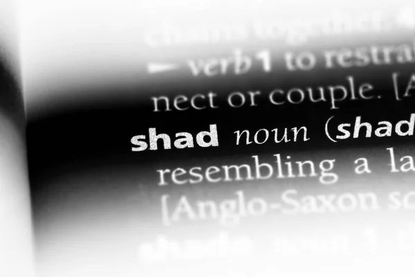 Shad Słowo Słowniku Koncepcja Shad — Zdjęcie stockowe