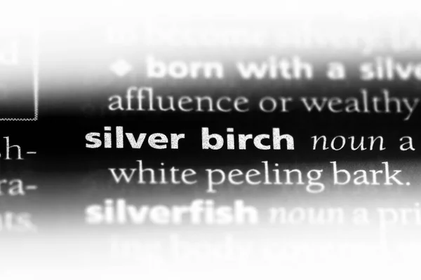 Silver Birch Słowo Słowniku Koncepcja Brzoza — Zdjęcie stockowe