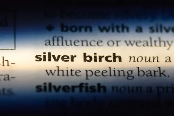 Silver Birch Słowo Słowniku Koncepcja Brzoza — Zdjęcie stockowe