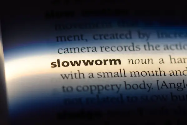 사전에 단어를 Slowworm입니다 Slowworm — 스톡 사진