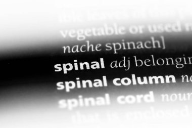 Omurilik tek kelimeyle bir sözlük. Omurilik kavramı.