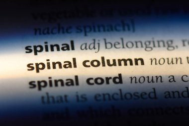omurga Word'de bir sözlük. omurga kavram.