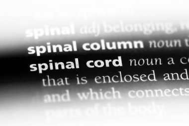 spinal kord Word'de bir sözlük. spinal kord kavramı.