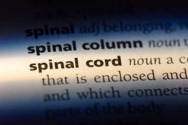 spinal kord Word'de bir sözlük. spinal kord kavramı.