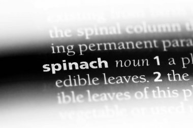 Ispanak Word'de bir sözlük. Ispanak kavramı.