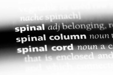 omurga Word'de bir sözlük. omurga kavram.