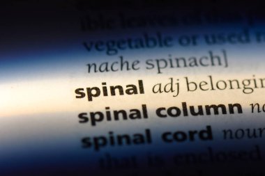 Omurilik tek kelimeyle bir sözlük. Omurilik kavramı.