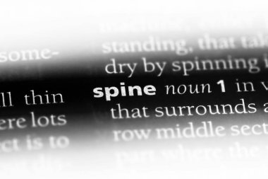 omurga Word'de bir sözlük. omurga kavram.