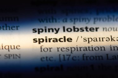 spiracle sözcük sözlüğe. spiracle kavramı.