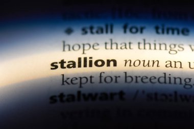 aygır Word'de bir sözlük. aygır kavramı.