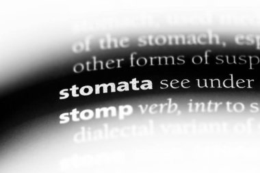 Stoma bantlı Word'de bir sözlük. Stoma bantlı kavramı.