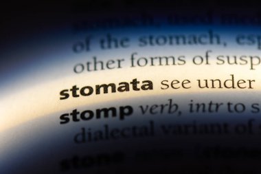 Stoma bantlı Word'de bir sözlük. Stoma bantlı kavramı.
