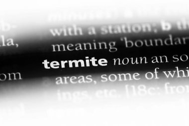 Termit Word'de bir sözlük. Termit kavramı.